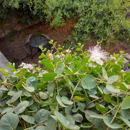 14647b לומבארדה